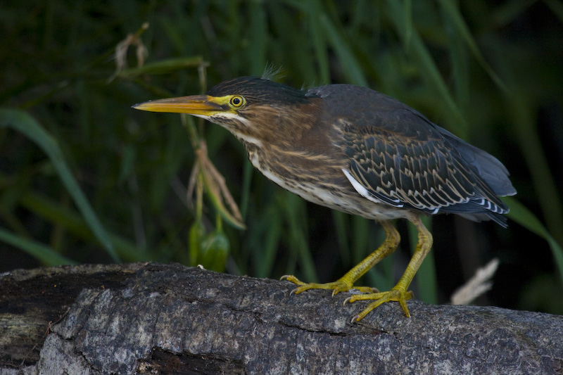 Green Heron